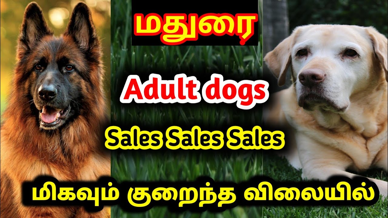 Madurai Dog Sale